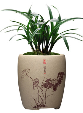 有香味兰花好养花苞阳台植