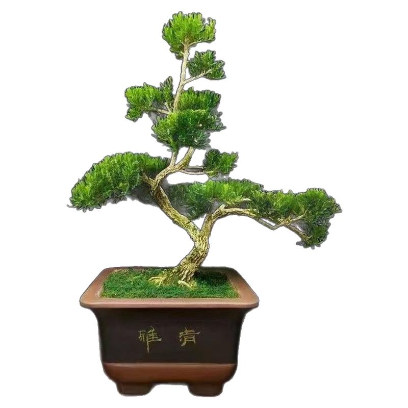 雀叶黄杨皱皮小叶可造型盆景树苗精品黄杨盆栽四季常青绿植室内外