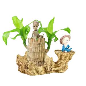 巴西木格鲁特树人开花水培养幸运木室内好养花卉迷你绿植盆栽植物