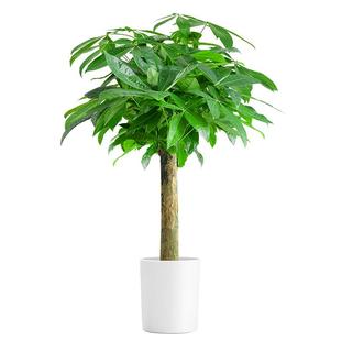 发财树客厅大盆栽大型绿植室内真花卉植物办公室盆景乔迁开业送礼