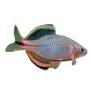 红边鳑鲏观赏鱼齐式原生鱼火山福齐白边青鳞冷水鱼除藻鱼溪流缸鱼