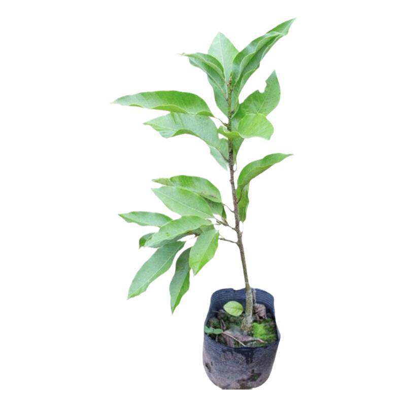 白玉花白玉兰树苗阳台嫁接苗