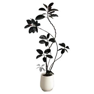 黑金刚橡皮树客厅大盆栽真树室内绿植大型造型办公室四季好养大号