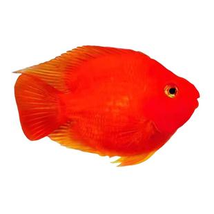 渔你有缘鹦鹉鱼活鱼起头元宝鹦鹉鱼财神招鱼财血红鹦鹉热带观赏鱼
