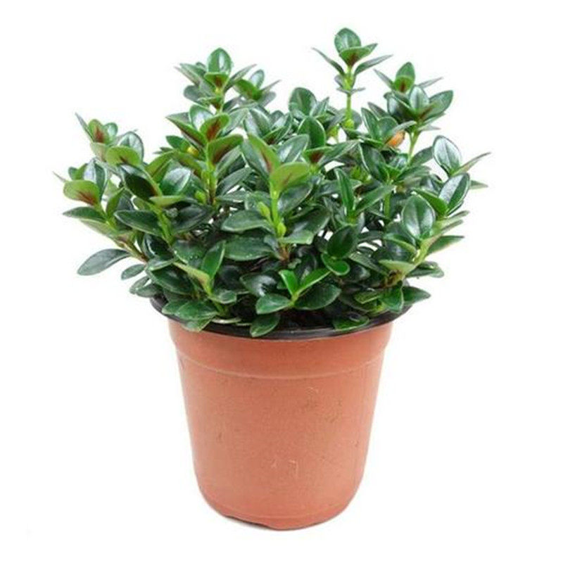 金鱼花带花苞绿色四季开易养植物