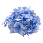 新鲜绣球花混合三拼 绿绣球 粉绣球 蓝绣球 冷盘餐饮冷菜摆盘花草