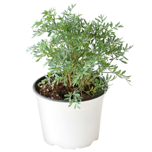 芸香可食用多年生香草植物盆栽克拉香草臭草做绿豆汤解暑好养