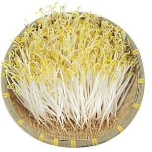 绿豆发绿豆芽新绿豆生豆芽豆苗专用芽菜绿豆一斤农家中粒绿豆包邮