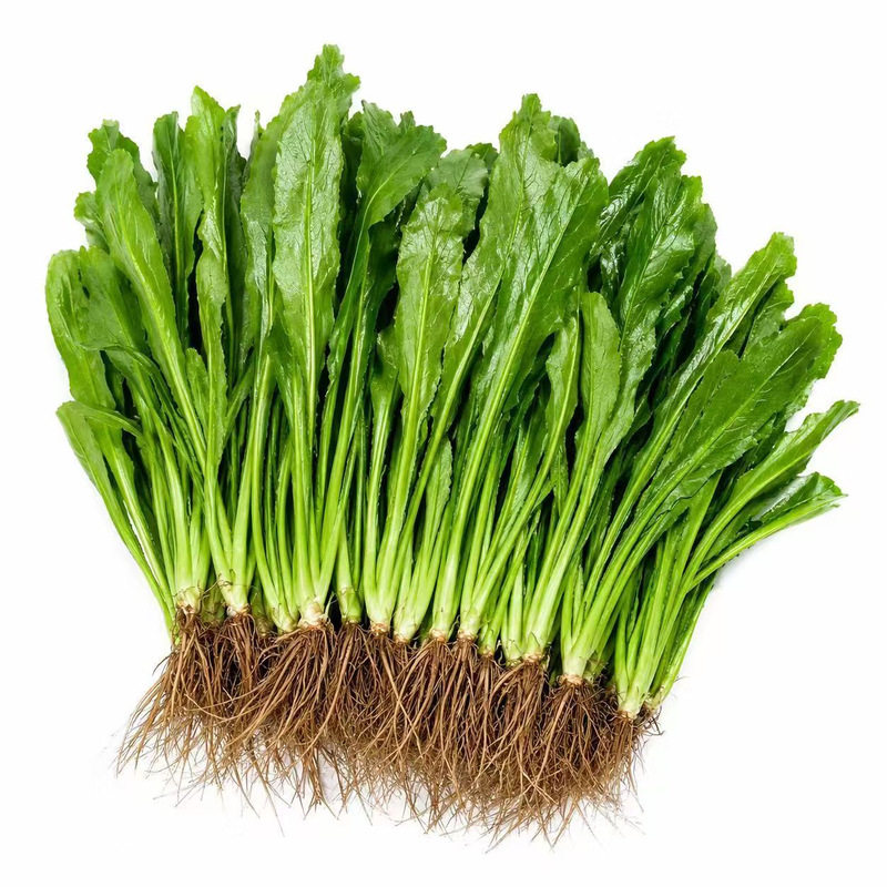 云南德宏老缅芫荽带根带泥发货新鲜蔬菜香菜刺芫荽泰国香菜傣味