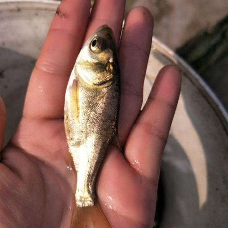 花鲢鱼苗特大半斤胖头鱼淡水养殖食用鲢鳙鱼苗鳊鱼小活鱼大头鱼苗