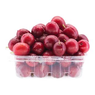 欧李果苗 钙果树苗中华钙果当年结果南北方阳台庭院盆栽地栽补钙