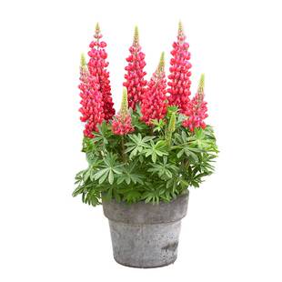 四季鲁冰花羽扁豆羽扇豆盆栽植物花卉庭院阳台花苗景观绿化带耐寒