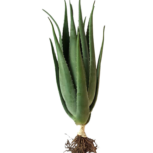 美国库拉索芦荟盆栽新鲜植物美容灌肤室内美容院专用叶肉食用大苗