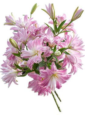 海蒂的花园球菊洋菊菊花盆千头菊菊花苗耐热带花苞阳台花园植物