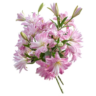 海蒂的花园球菊洋菊菊花盆千头菊菊花苗耐热带花苞阳台花园植物