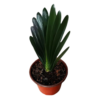 东北精品立板君子兰短叶盆栽带花苞麻脸油匠胜利技师花脸圆头花卉