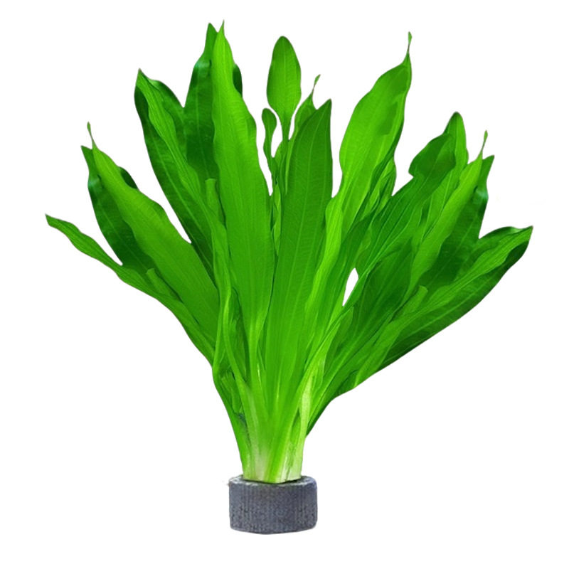 鱼缸水草定植环净化水质造景绿植