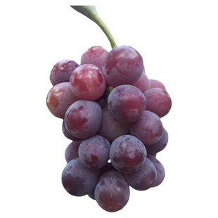 【巨峰葡萄苗】8月欧美杂交种口感好南方露天可种抗病性好葡萄树