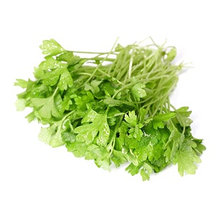 芹菜苗新鲜香菜苗三叶可食用芽苗菜酒楼西餐摆盘装饰花草冷艺点缀