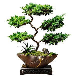 迎客松真树盆景五层塔松罗汉松老桩客厅摆件办公室内绿植盆栽好养