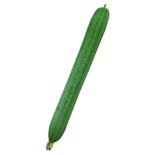 超长丝瓜种子丝瓜种籽种新品种特大巨型春四季早熟高产农家南方孑