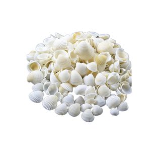 天然白色贝壳1-5cm 打孔 手工diy相框风铃儿童幼儿园手工课材料包