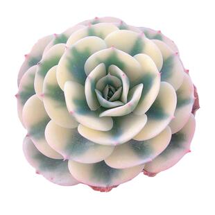 多肉稀有品种贵货桃蛋紫乐冰玉雨露老桩大颗好养肉肉花植物盆栽