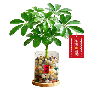 鸭脚木水培植物办公室桌面绿植八方来财盆栽花卉客厅好养盆景四季