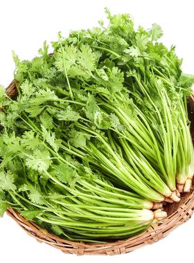香味浓郁香菜苗秧苗老品种