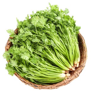 特香香菜苗秧苗山东老品种香菜带根秧苗春季蔬菜苗带土阳台种菜