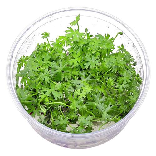 鹿角矮珍珠水草发烧高端中前进造景迷你趴爬地矮珍珠稀有品种活体