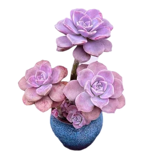 紫乐老桩多头多肉植物室内阳台窗台办公桌组合花卉盆栽景天科肉肉