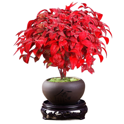 火焰南天竹盆栽观叶小景好