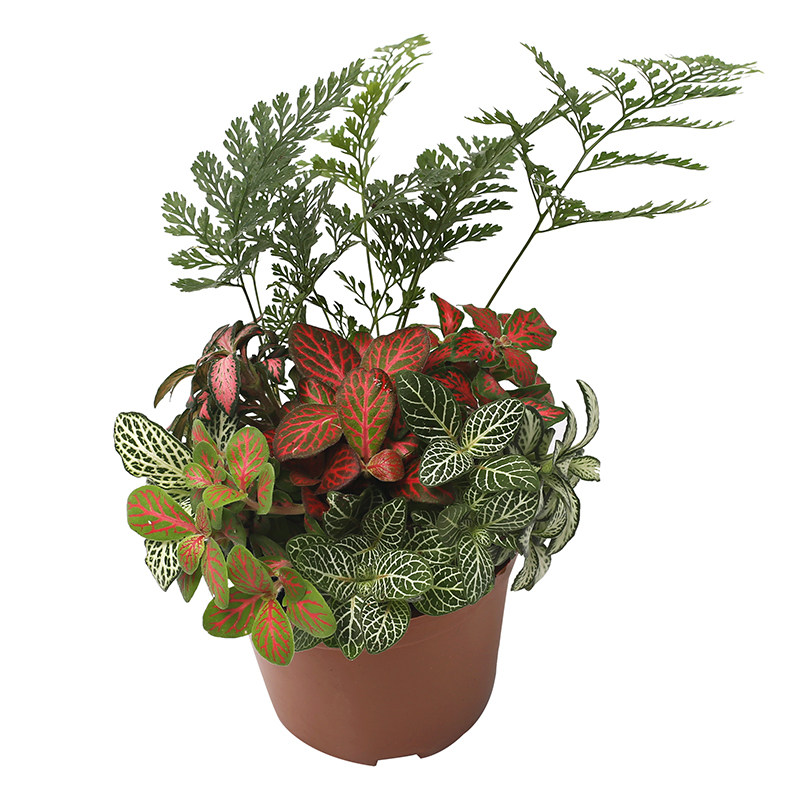 苔藓微景观生态瓶 DIY材料鲜活绿植网纹草办公室内小盆栽迷你植物
