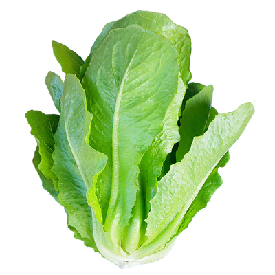 早熟绿孔雀生菜耐热抗病周期短