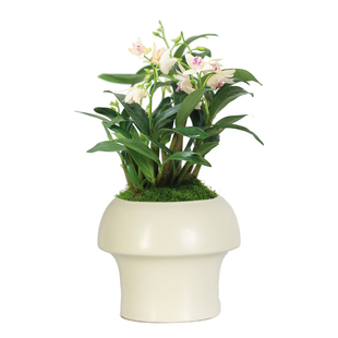 白花紫云石斛兰盆栽带花苞室内禅意花卉绿植小盆栽兰花香水石斛兰