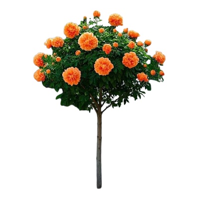 黄花风铃木紫花红花多色风铃