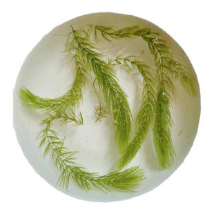 鱼缸增氧真水草金鱼藻金鱼草净化懒人印度小竹节草凤尾鱼水生植物