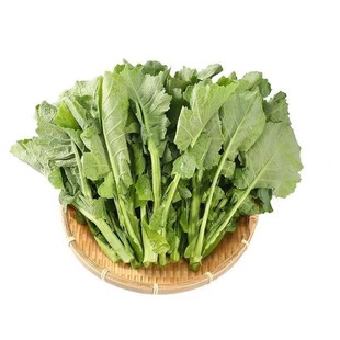 耐寒板蓝根青菜种子食用特色野菜材种籽四季蔬菜孑阳台盆栽春季