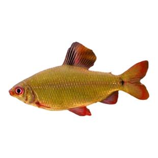 红色闪电鱼红翅绿皇冠绿带经典皇冠二线刚果非洲进口高端群游活体