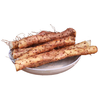 河南温县垆土铁棍山药池见自产