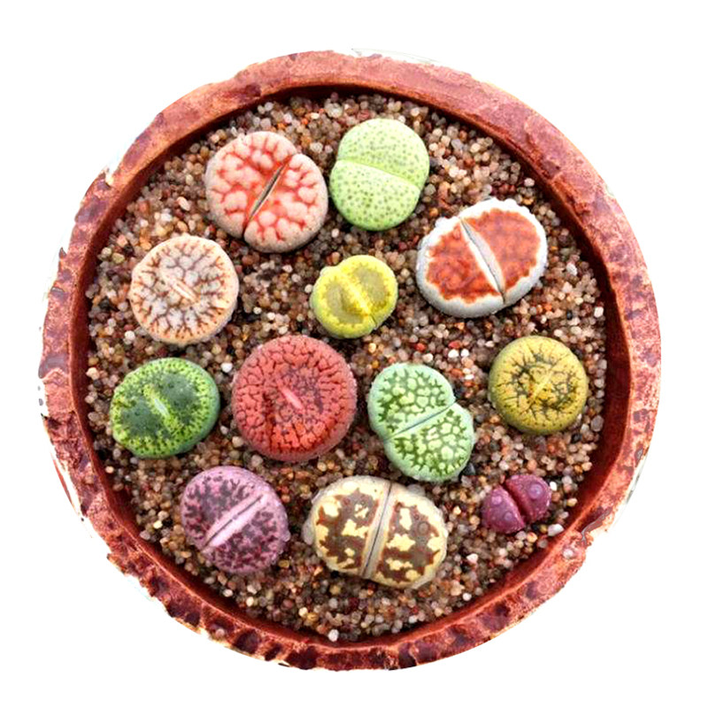 花龙园艺 精品七彩生石花 屁股花 红色紫色黄色绿色生石花 包邮