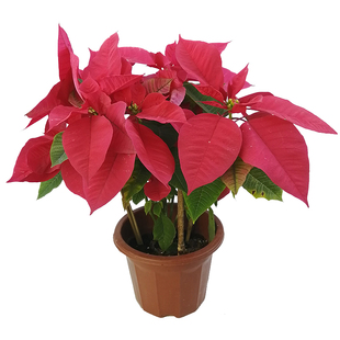 一品红盆栽绿植圣诞花四季开花公司开张节日庆祝阳台室内植物花卉