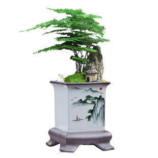 四方中国风哥窑陶瓷花盆蝴蝶兰文竹小赤叶楠紫砂大号室内客厅摆件