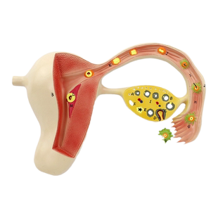 ENOVO颐诺人体受精卵模型妊娠胚胎儿发育过程子宫组织胚胎模型母婴生殖健康生理教学上海培训妇产科培训教具
