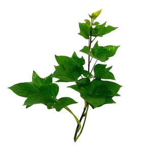 板栗红薯苗白心淀粉番薯苗商薯19地瓜苗农科院脱毒高产红薯秧苗