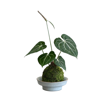 克莱恩水晶花烛苔藓球盆栽绿植