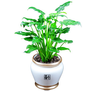 小天使盆栽办公室内花卉客厅耐阴植物四季好养净化空气桌面小绿植