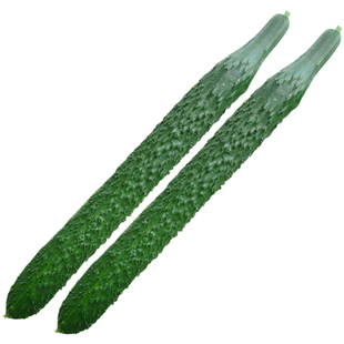 津春5号4号黄瓜种子津优1号10号春秋四季 夏季耐热蔬菜种子包邮