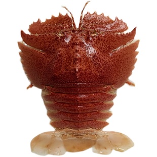 活发不包活台州湾琵琶虾九齿扇虾虾姑排3斤装海鲜顺丰江浙沪包邮